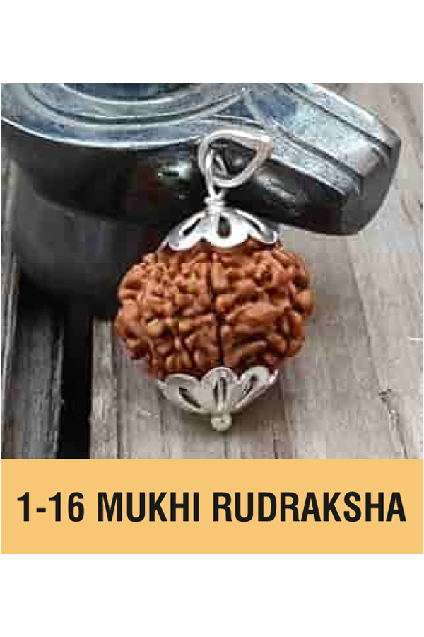 1-16 MUKHI RUDRAKSHA