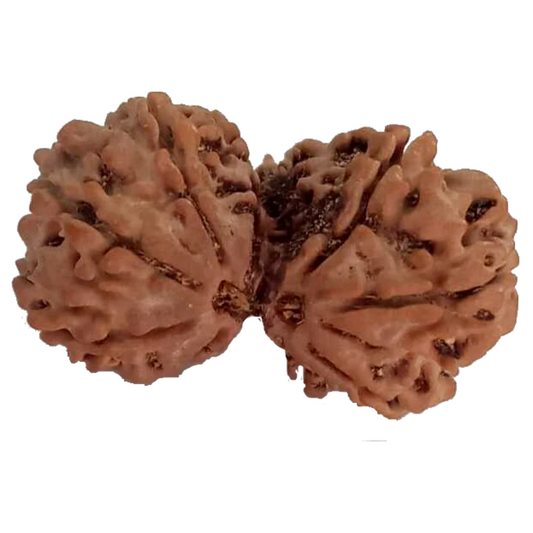 10 Mukhi Natural Nepal Gauri Shankar Rudraksha 31.48 mm ( Lab Certified )