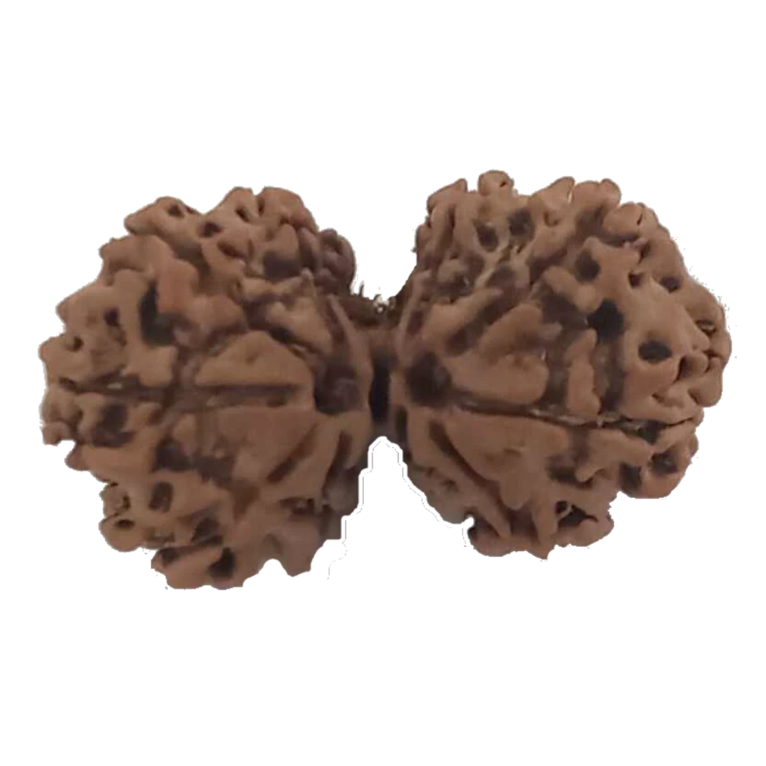 10 Mukhi Natural Nepal Gauri Shankar Rudraksha 31.70 mm ( Lab Certified )