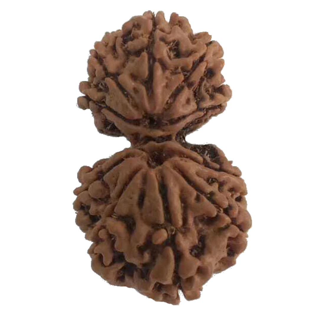 10 Mukhi Natural Nepal Gauri Shankar Rudraksha 32.06 mm ( Lab Certified )