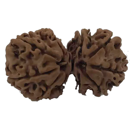 10 Mukhi Natural Nepal Gauri Shankar Rudraksha 33.00 mm ( Lab Certified )