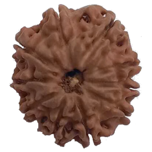 10 Mukhi Natural Nepal Rudraksha 21.90 mm ( Lab Certified )