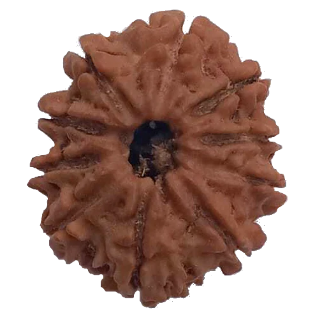 10 Mukhi Natural Nepal Rudraksha 23.62 mm ( Lab Certified )