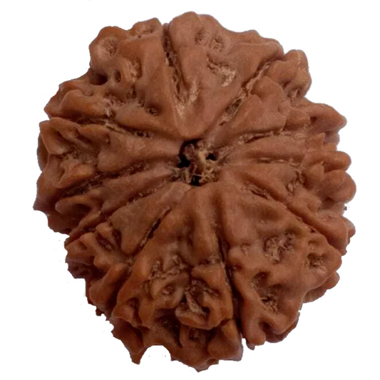 10 Mukhi Natural Nepal Rudraksha 25.41 mm ( Lab Certified )