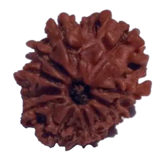 11 Mukhi Natural Rudraksha 19.62 mm ( Lab Certified )