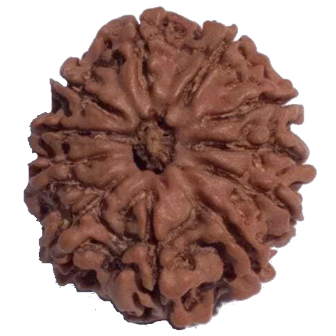 11 Mukhi Natural Rudraksha 23.66 mm ( Lab Certified )