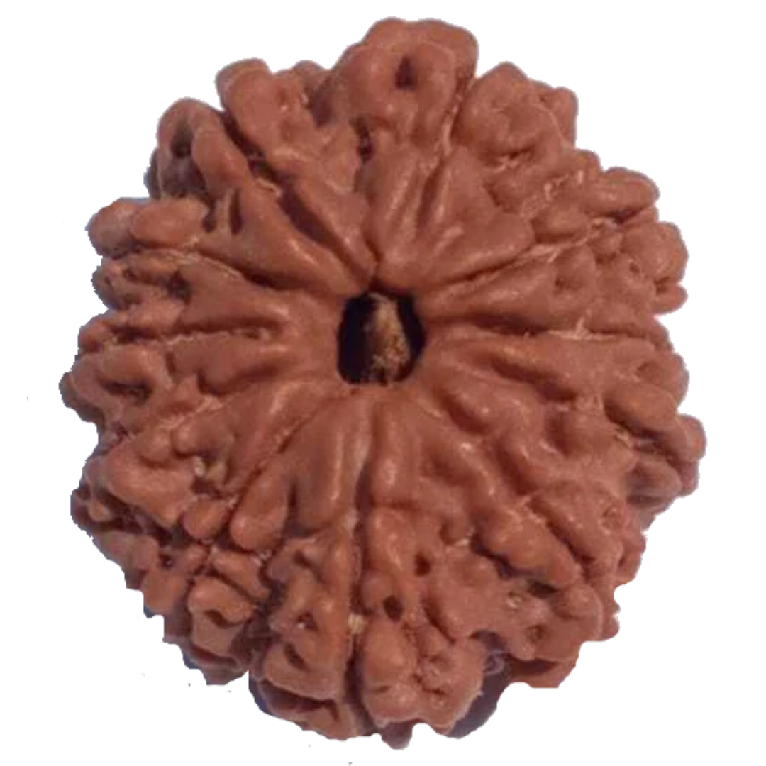 11 Mukhi Natural Rudraksha 24.09 mm ( Lab Certified )