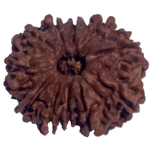 11 Mukhi Natural Rudraksha 24.19 mm ( Lab Certified )