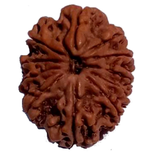 11 Mukhi Natural Rudraksha 25.16 mm ( Lab Certified )