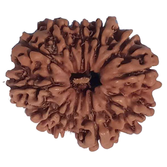 11 Mukhi Natural Rudraksha 25.16 mm ( Lab Certified )