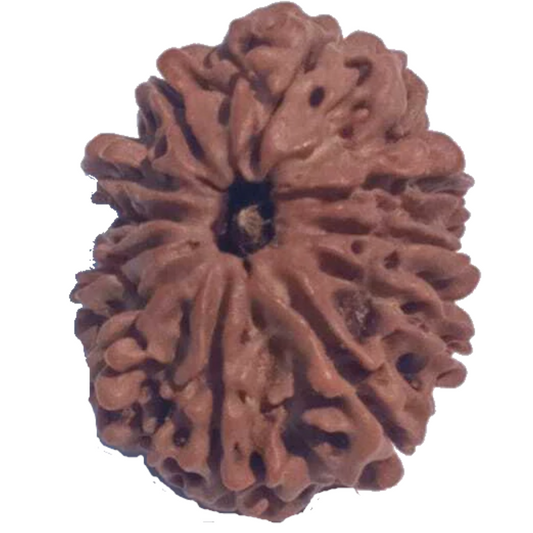 11 Mukhi Natural Rudraksha 25.20 mm ( Lab Certified )