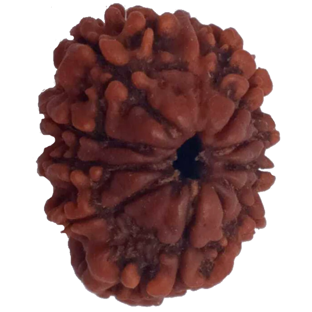 10 Mukhi Natural Nepal Rudraksha 22.05 mm ( Lab Certified )