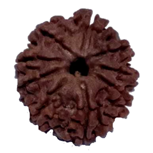 9 Mukhi Natural Nepal Rudraksha 21.82 mm ( Lab Certified )