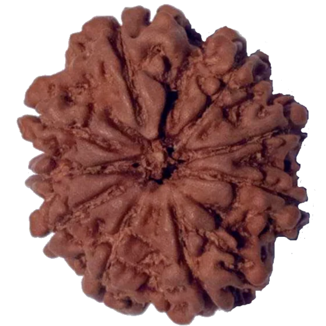 9 Mukhi Natural Nepal Rudraksha 24.34 mm ( Lab Certified )