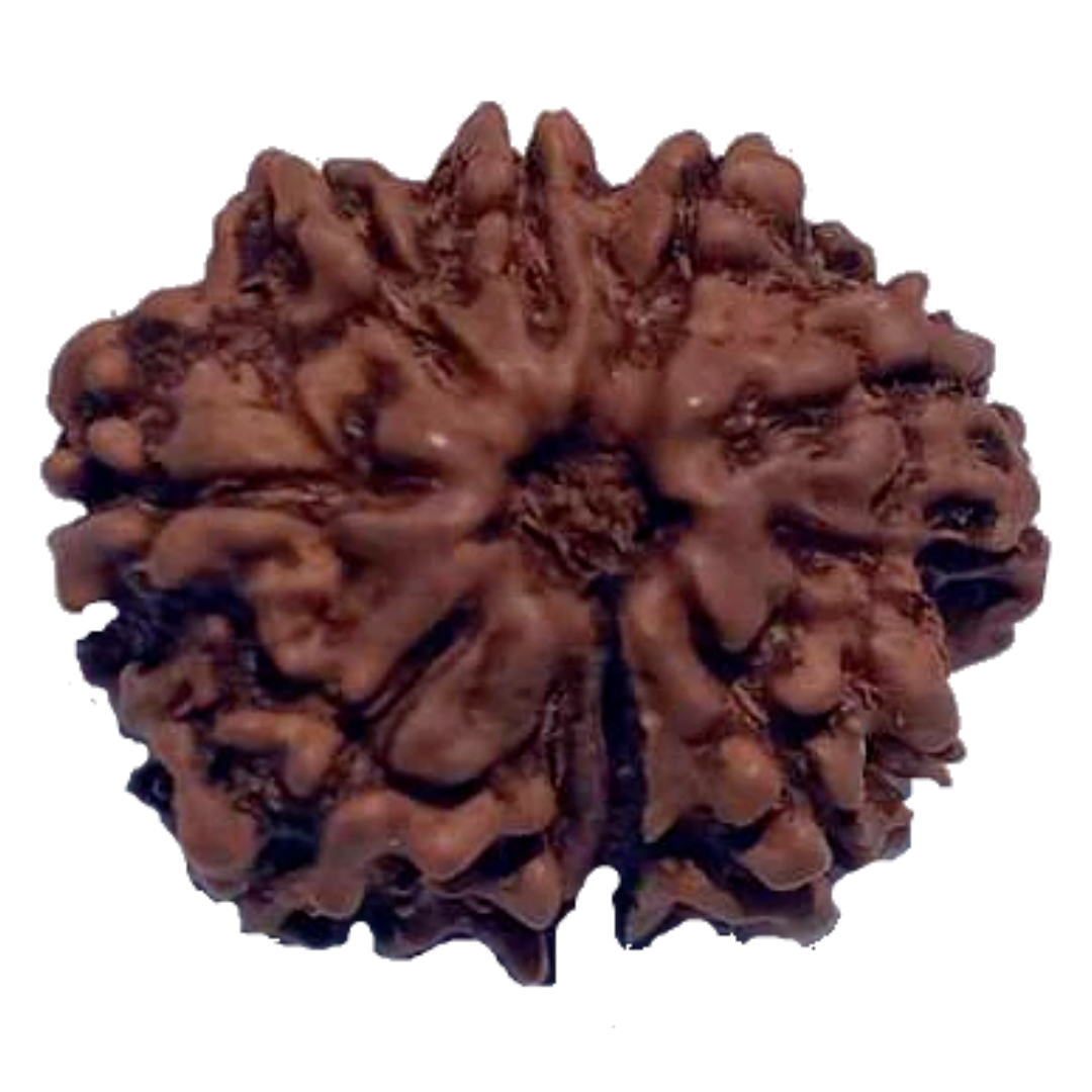 9 Mukhi Natural Nepal Rudraksha 21.49 mm ( Lab Certified )