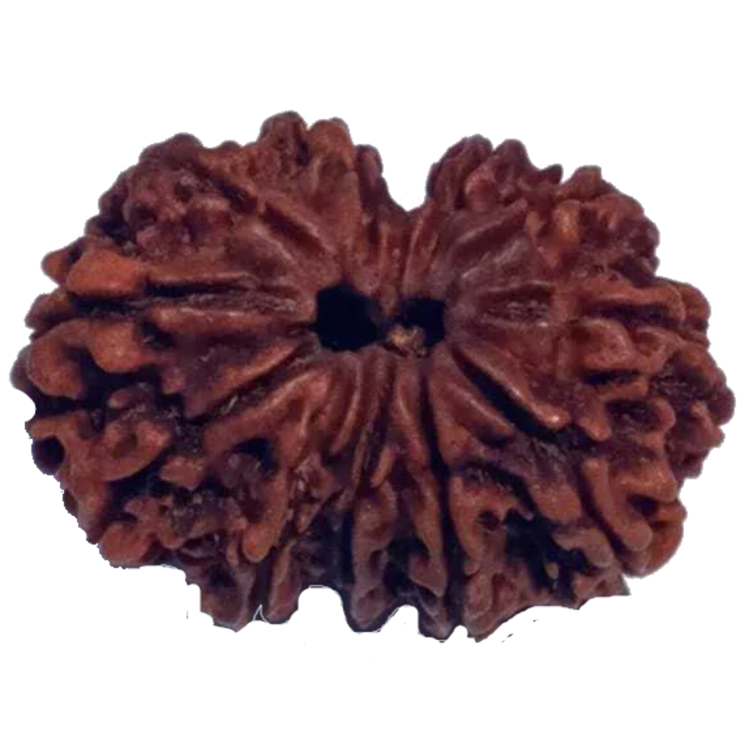 11 Mukhi Natural Rudraksha 29.00 mm ( Lab Certified )