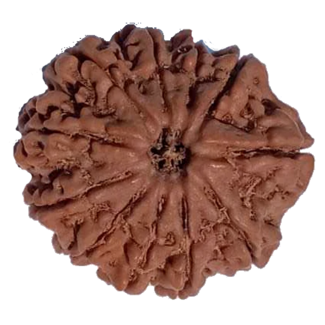 11 Mukhi Natural Rudraksha 4.500grams 25.62 mm Heavy Piece ( Lab Certified )