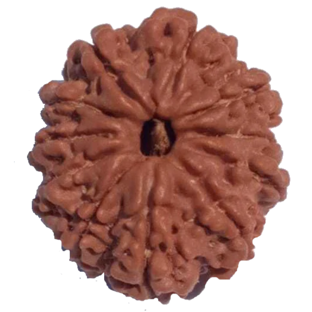 11 Mukhi Natural Rudraksha 25.90 mm ( Lab Certified )