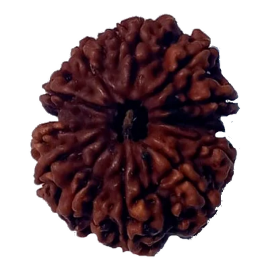 12 Mukhi Natural Nepal Rudraksha 30.05 mm ( Lab Certified )