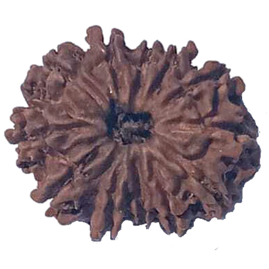 12 Mukhi Natural Nepal Rudraksha 23.69 mm ( Lab Certified )