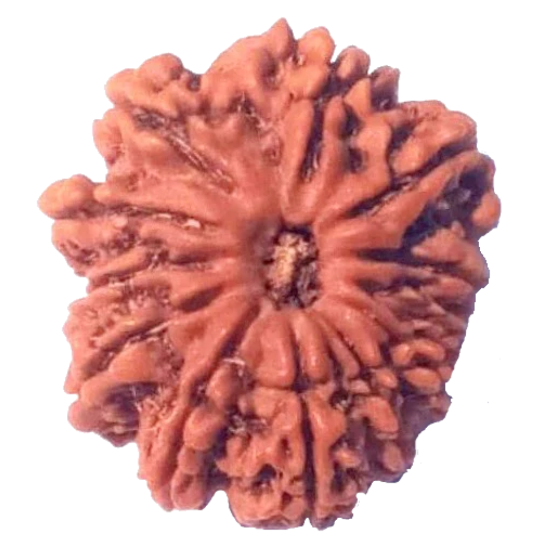 12 Mukhi Natural Nepal Rudraksha 25.20 mm ( Lab Certified )