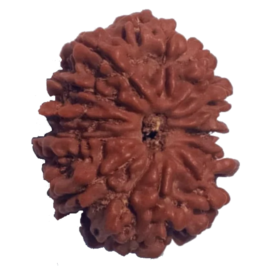 12 Mukhi Natural Nepal Rudraksha 26.62 mm ( Lab Certified )