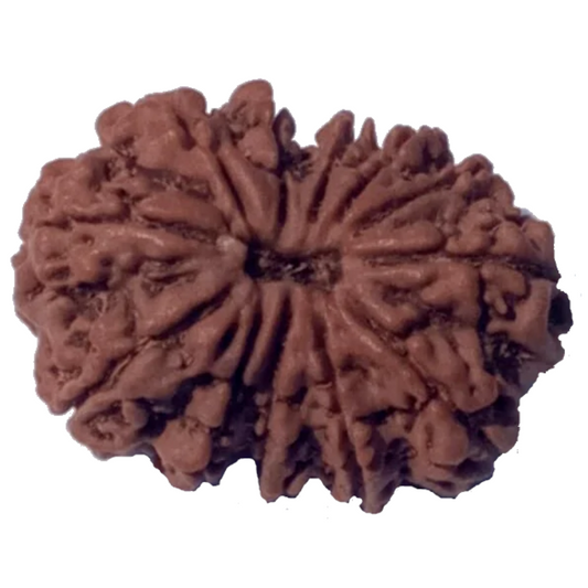 12 Mukhi Natural Nepal Rudraksha 27.82 mm ( Lab Certified )