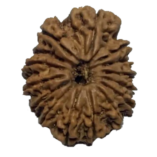 15 Mukhi Natural Nepal Rudraksha- 26.04 mm size (with Lab Certificate)