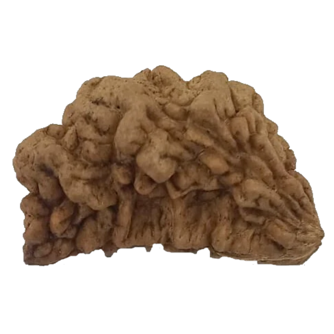 1 Mukhi Kaju ( Chandra ) Shape Rudraksha 30.50 mm ( Lab Certified )