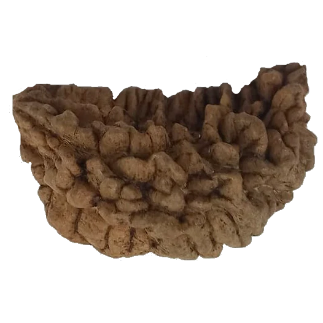 1 Mukhi Kaju ( Chandra ) Shape Rudraksha 30.67 mm ( Lab Certified )