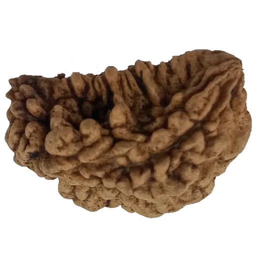 1 Mukhi Kaju ( Chandra ) Shape Rudraksha 30.81 mm ( Lab Certified )