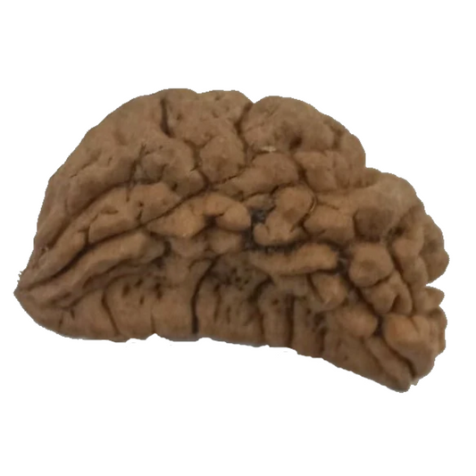 1 Mukhi Kaju ( Chandra ) Shape Rudraksha 31.37 mm ( Lab Certified )