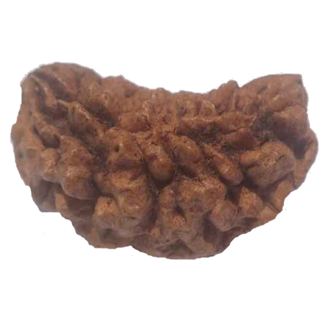 1 Mukhi Kaju ( Chandra ) Shape Rudraksha 31.37 mm ( Lab Certified )