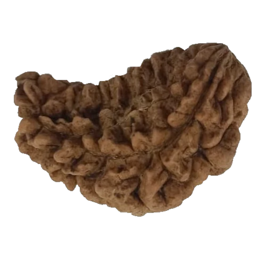 1 Mukhi Kaju ( Chandra ) Shape Rudraksha 31.68 mm ( Lab Certified )