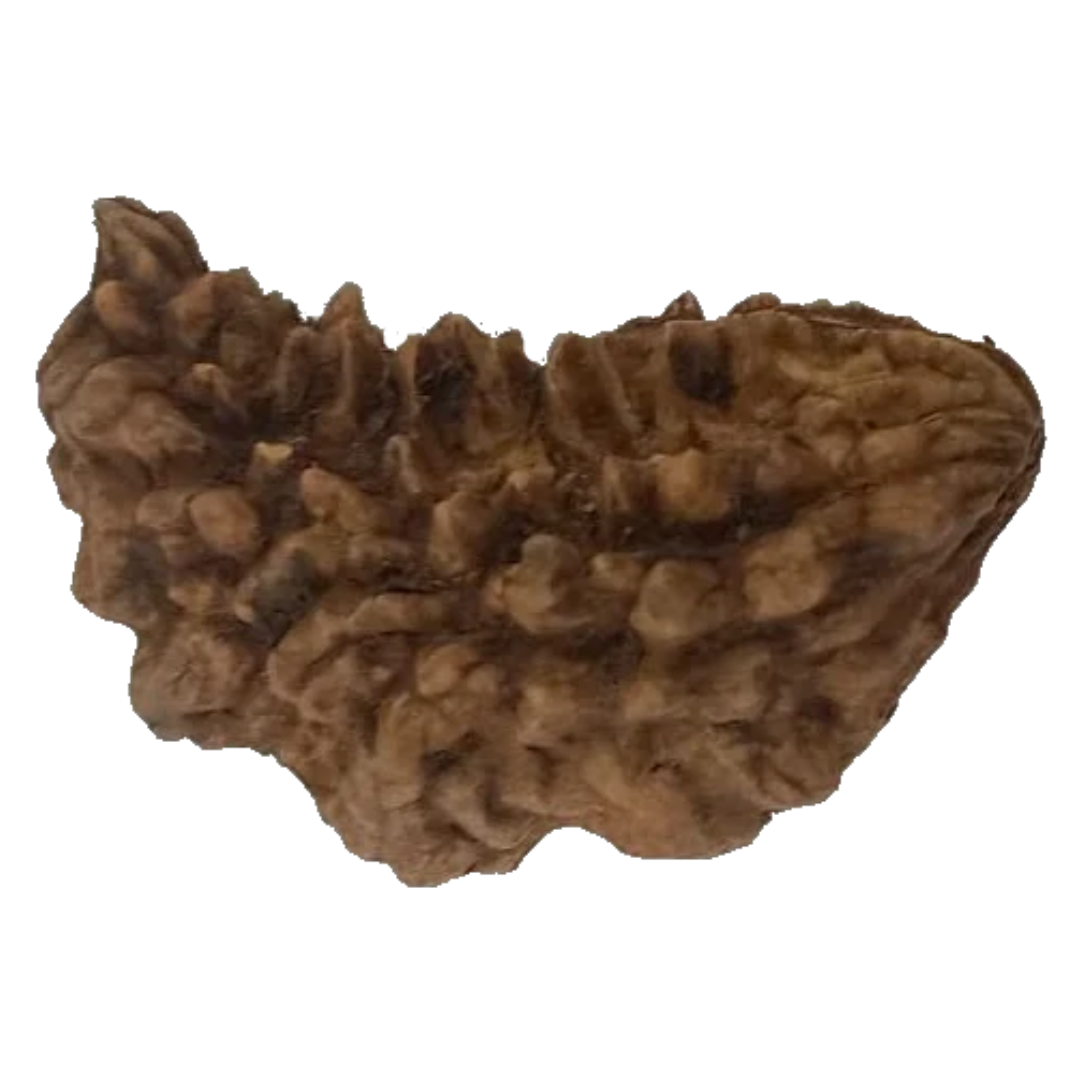 1 Mukhi Kaju ( Chandra ) Shape Rudraksha 33.33 mm ( Lab Certified )