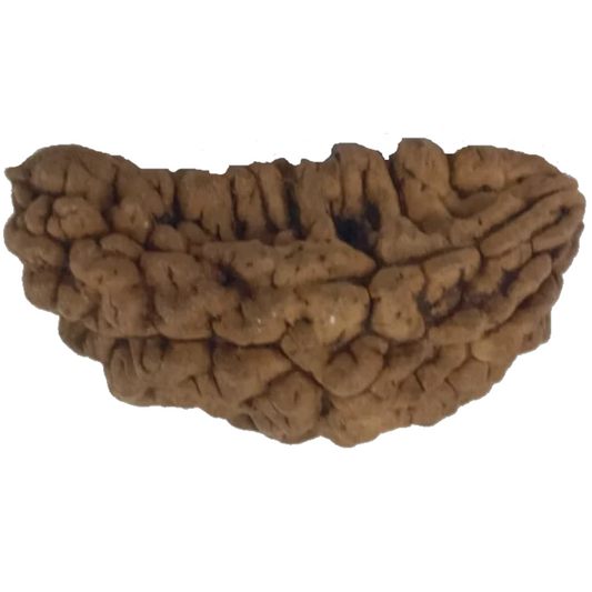 1 Mukhi Kaju ( Chandra ) Shape Rudraksha 34.14 mm ( Lab Certified )