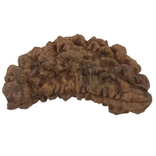 1 Mukhi Kaju ( Chandra ) Shape Rudraksha 34.51 mm ( Lab Certified )