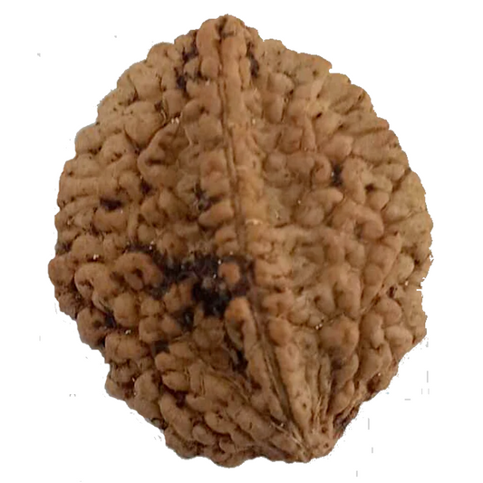 2 Mukhi Natural Rudraksha India Origin 27.16 mm ( Lab Certified )