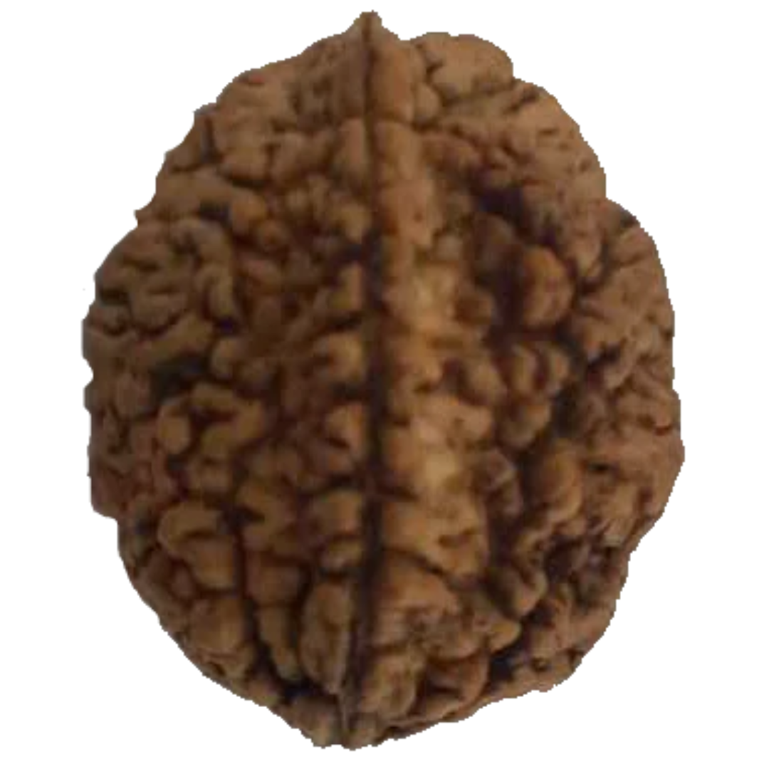 2 Mukhi Natural Rudraksha India Origin 27.44 mm ( Lab Certified )