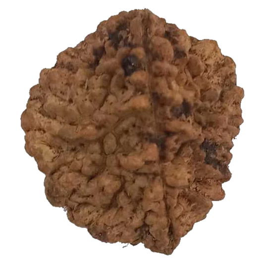 2 Mukhi Natural Rudraksha India Origin 28.10 mm ( Lab Certified )