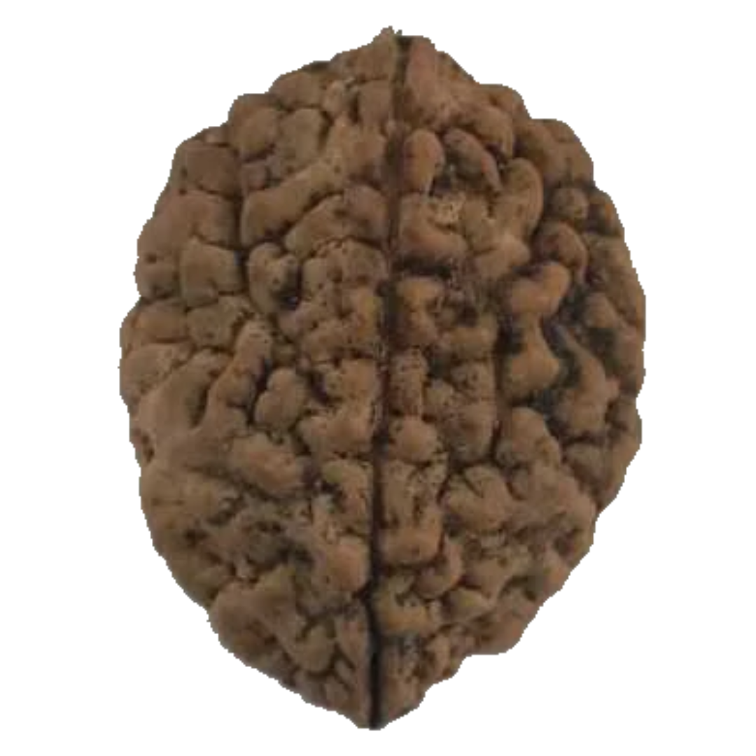 2 Mukhi Natural Rudraksha India Origin 28.29 mm ( Lab Certified )