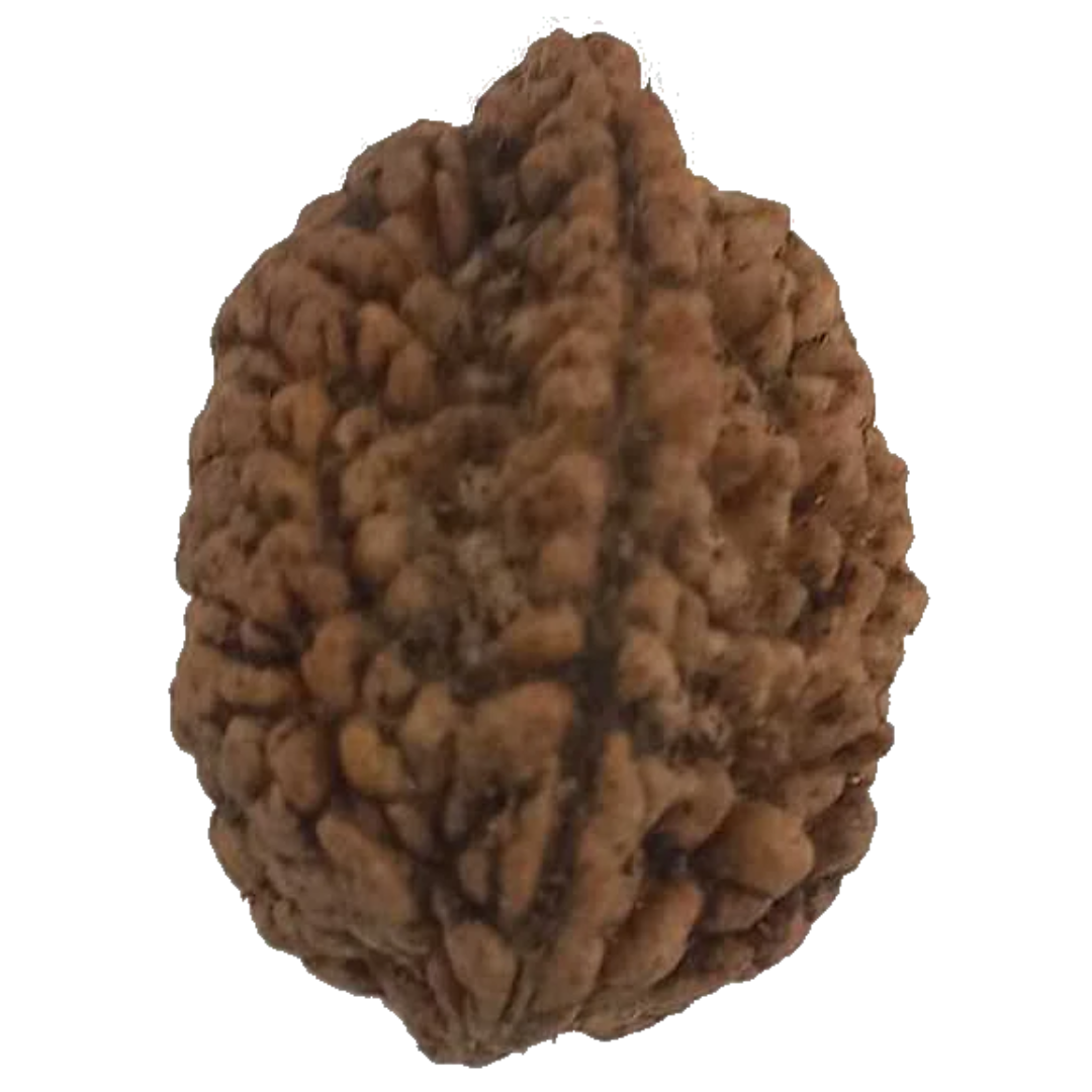 2 Mukhi Natural Rudraksha India Origin 29.92 mm ( Lab Certified )