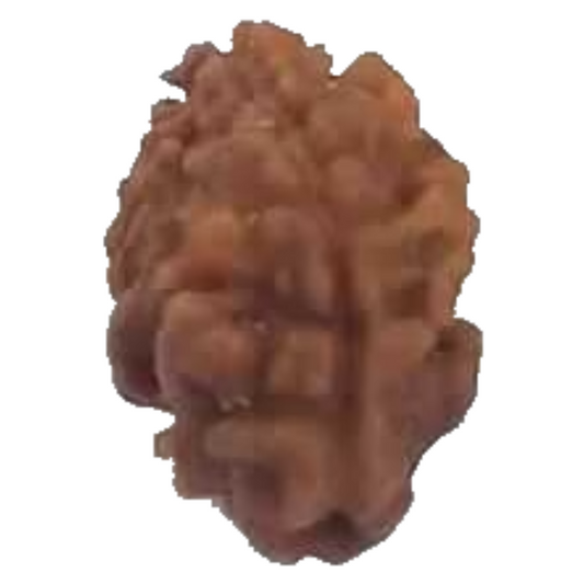 2 Mukhi RARE Natural Nepal Rudraksha 15.54 mm With Lab Certificate