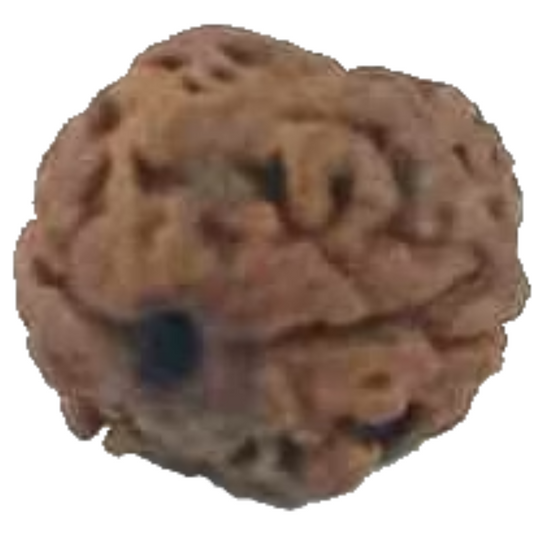 2 Mukhi RARE Natural Nepal Rudraksha 15.82 mm With Lab Certificate