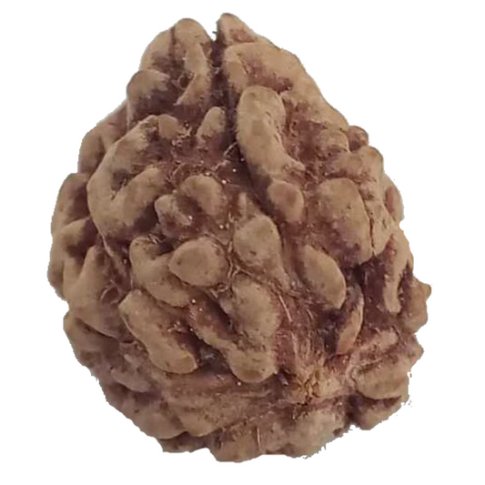 3 Mukhi Natural Rudraksha India Origin 21.68 mm ( Lab Certified )