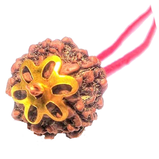 5 Mukhi Natural Nepal Rudraksha with Brass Clips and Thread 18.88 mm ( Lab Certified )