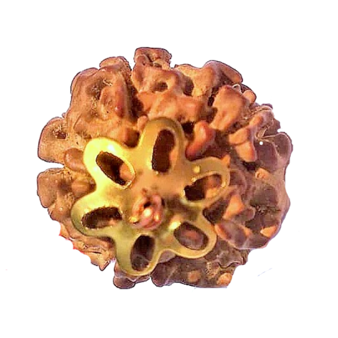 5 Mukhi Natural Nepal Rudraksha with Brass Clips and Thread 19.51 mm ( Lab Certified )