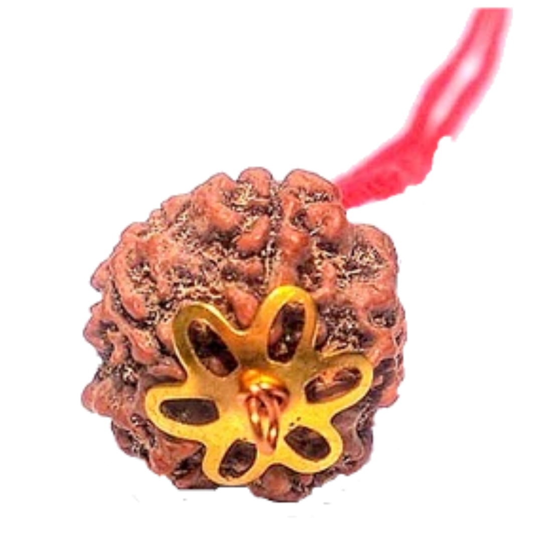 5 Mukhi Natural Nepal Rudraksha with Brass Clips and Thread 19.51 mm ( Lab Certified )