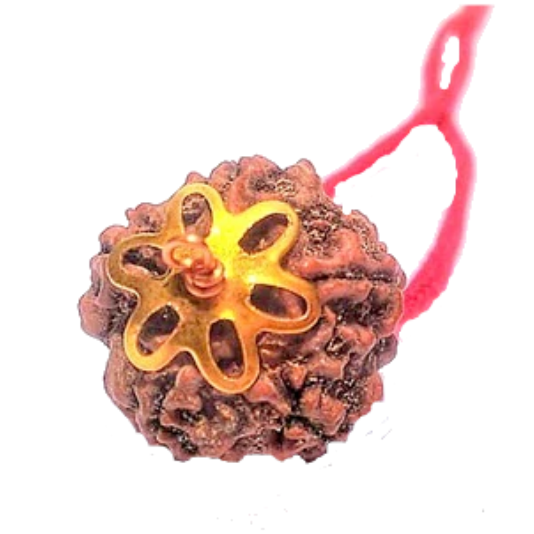 5 Mukhi Natural Nepal Rudraksha with Brass Clips and Thread 19.90 mm ( Lab Certified )