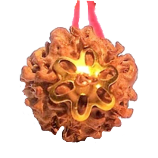 5 Mukhi Natural Nepal Rudraksha with Brass Clips and Thread 20.63 mm ( Lab Certified )